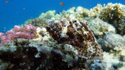 Colorful tropical fish on a coral reef, amazingly beautiful fairy world. In the coral gardens of the Red Sea.
