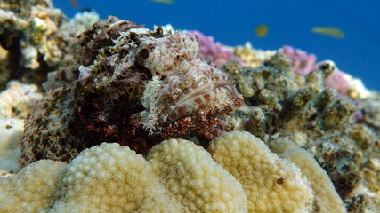 Colorful tropical fish on a coral reef, amazingly beautiful fairy world. In the coral gardens of the Red Sea.

