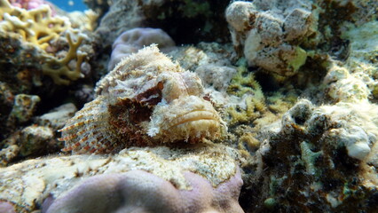 Scorpionfish, Fish - type bone fish Osteichthyes, Scorpaenidae, Flathead scorpenopsis.