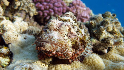 Scorpionfish, Fish - type bone fish Osteichthyes, Scorpaenidae, Flathead scorpenopsis.