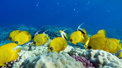 Masked butterflyfish. Fish - a type of bone fish Osteichthyes. Butterfly fish Chaetodontidae....