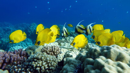 Colorful tropical fish on a coral reef, amazingly beautiful fairy world. In the coral gardens of the Red Sea.

