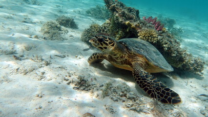Hawksbill sea turtle (CR species) Hawksbill Turtle - Eretmochelys imbricata.