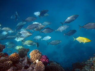 Colorful tropical fish on a coral reef, amazingly beautiful fairy world. In the coral gardens of...