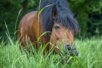 braunes Curly Horse beisst genüsslich mit gespitzten Ohren zu Beginn der Weidesaison in hohes,...