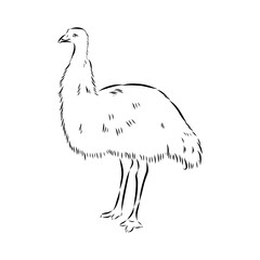 ostrich, vector sketch