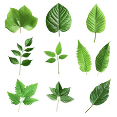 Vibrant Green Leaves Abstract Art Nature's Geometry