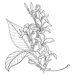 Corner bouquet with outline Canna flower with bud and leaves in black isolated on white background. 