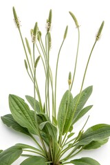 Plantago lanceolata on white background