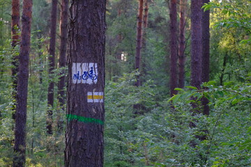 Szlak w lesie