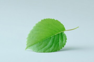 single green leaf floats on serene white surface casting gentle shadow