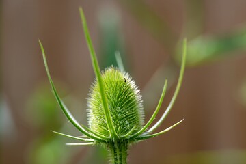 close up of prickly egg shaped head of teasel flower with a blurred background