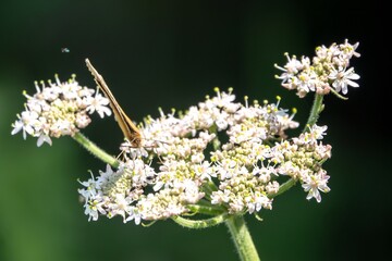 meadow brown butterfly gathering nectar from hogweed wildflower