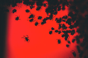 Silhouetted baby spiders against a red backdrop.