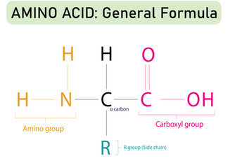 General molecular formula and chemical structure of amino acids on white background. Medical and Biochemistry Vector Illustration