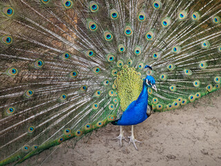 Obraz premium Magnificent peacock with vibrant iridescent blue and green plumage. Elegant feathers fan out, displaying intricate eye patterns in shades of gold and deep turquoise. Bird stands proudly, exuding grace