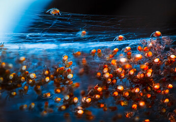 Baby spiders hanging in silk threads from dense webbing. Macro of newly hatched spiders clinging to...