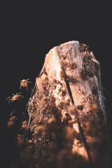 Close-up of tiny spiders in nest with glistening webbing. Baby spiders emerging from silk-covered plant stalk.