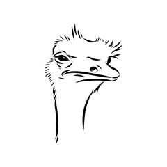 ostrich, vector sketch