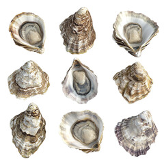 Nine succulent oysters showcased their pearly interiors and rough exteriors a delightful seafood display