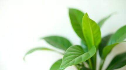 Naklejka premium Intense green hues highlighted by soft, diffused lighting and a shallow depth of field on a minimalist backdrop.