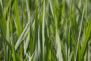 Grass Leafs