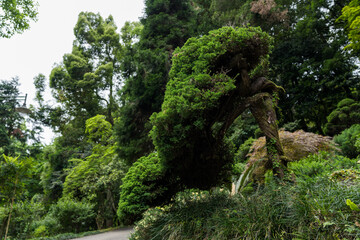 Fototapeta premium Japanese garden in the Botanical Garden of Georgia. plants. Japanese small tree