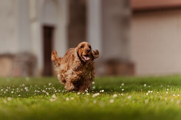 Female English Cocker Spaniel, photoshoot in the castle park