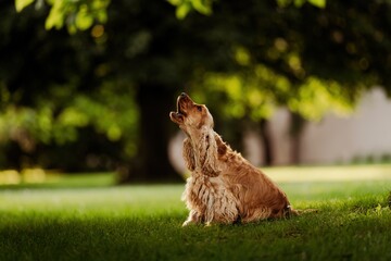 Female English Cocker Spaniel, photoshoot in the castle park