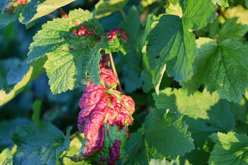Affected plant leaves stand out against the healthy green foliage, showing the contrast between...
