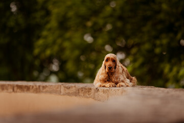 Female English Cocker Spaniel, photoshoot in the castle park