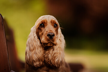 Female English Cocker Spaniel, photoshoot in the castle park