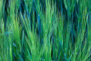 Young green ears stand out against the field background, promising a future harvest and reflecting...