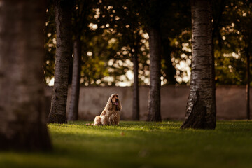 Female English Cocker Spaniel, photoshoot in the castle park
