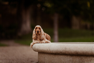 Female English Cocker Spaniel, photoshoot in the castle park