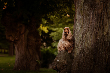 Female English Cocker Spaniel, photoshoot in the castle park