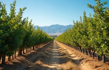 Naklejka premium Row young green trees grow in orchard. Dirt road leads to mountains under clear blue sky. Agriculture, farming in rural California. Nature scenic landscape.