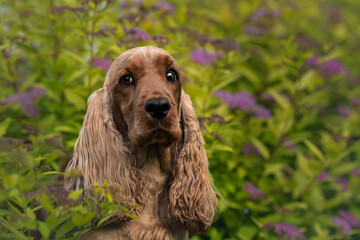 Female English Cocker Spaniel, photoshoot in the castle park
