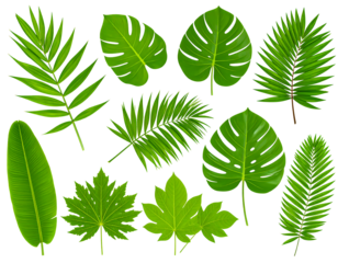 Tropical leaves assortment isolated on white