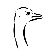 ostrich, vector sketch