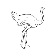 ostrich, vector sketch