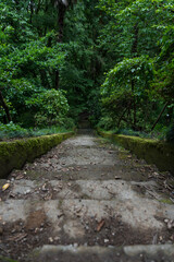 Obraz premium Steps down in the forest. Botanical garden in Georgia