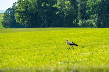 Storch auf Wiese