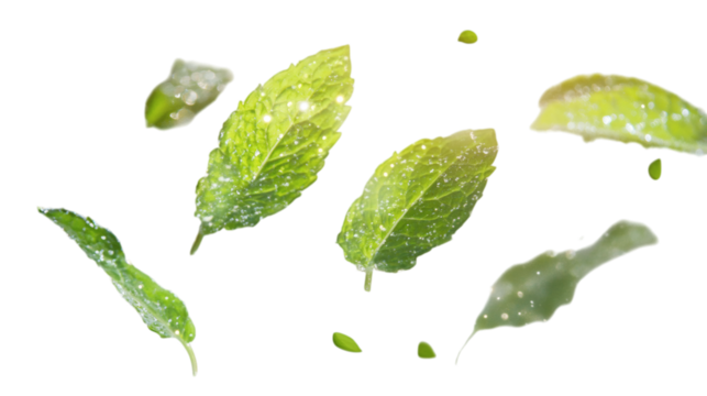 Levitation of luminous dew-kissed mint leaves with tiny fluttering light sprites isolated on white background 