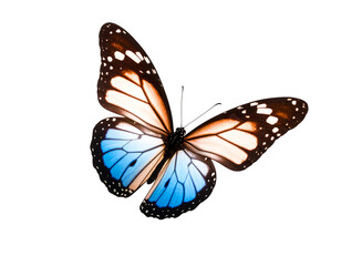 Fototapeta premium Butterfly with half blue colored wings