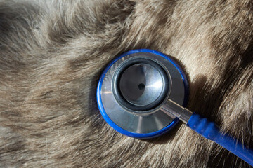 Veterinary stethoscope on animal fur - closeup of medical equipment for pet health checkup.