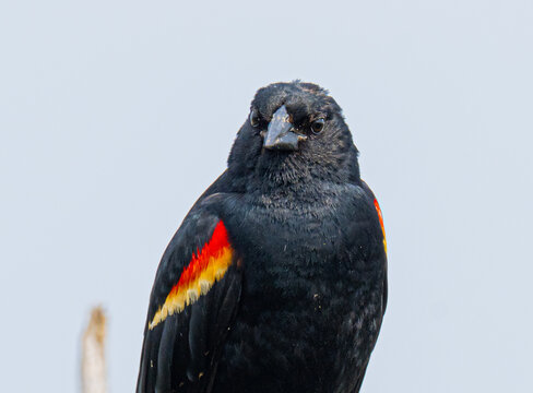 Male red winged blackbird