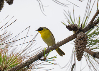 Common yellowthroat