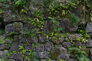 An old stone wall covered with moss and vines background. Stone wall background