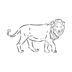 lion, vector sketch